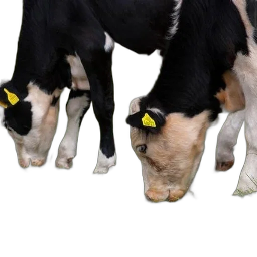 animal, two, cows, yellow transparent PNG cut-out