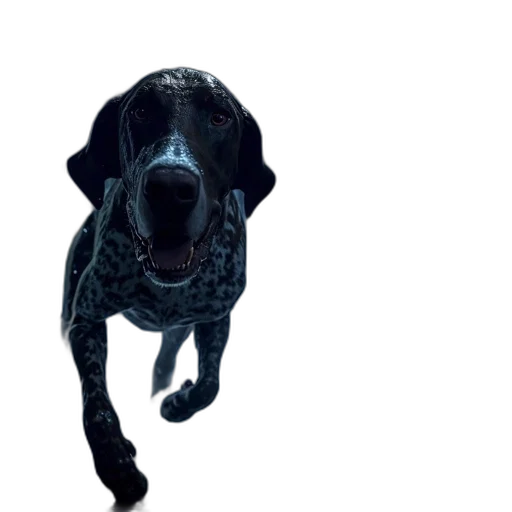animal, creature, staff, face transparent PNG cut-out