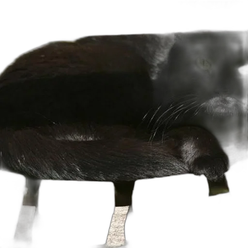 animal, furniture, creature, hair transparent PNG cut-out