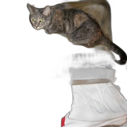 shoes, animal, creature, dress transparent PNG cut-out