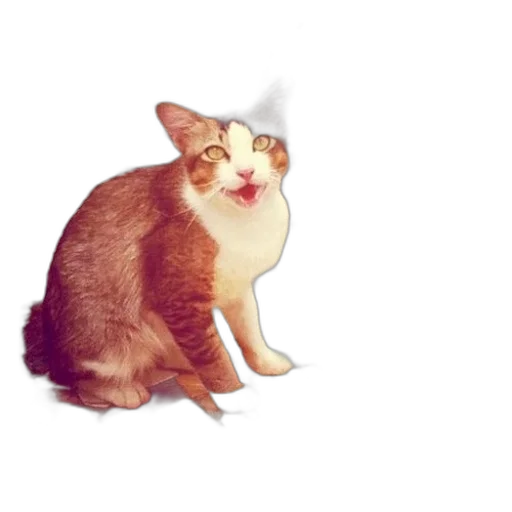 animal, creature, staff, face transparent PNG cut-out