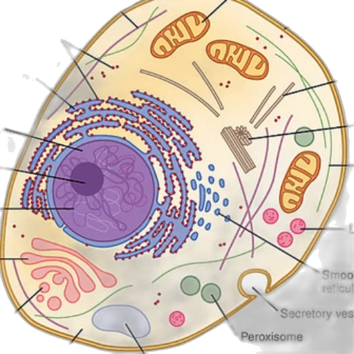 detailed, diagram, animal, cell transparent PNG cut-out