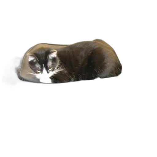 animal, creature, staff, furniture transparent PNG cut-out