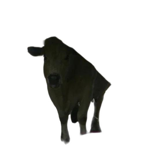 animal, creature, staff, food transparent PNG cut-out