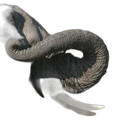 animal, creature, hair, hat transparent PNG cut-out