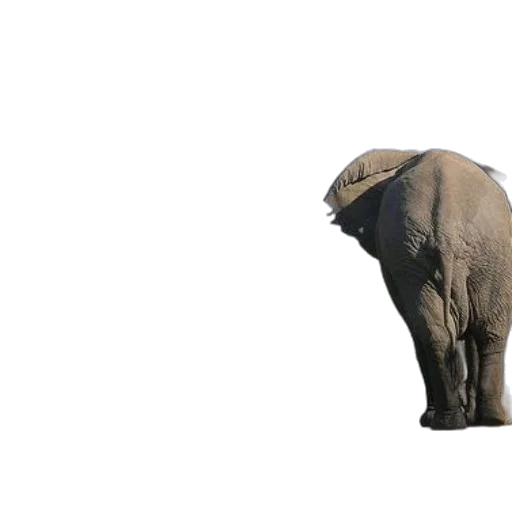 animal, creature, hat, staff transparent PNG cut-out