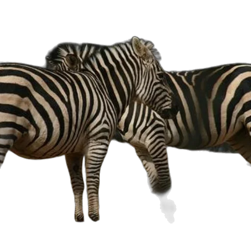 animal, furniture, creature, 3d render transparent PNG cut-out