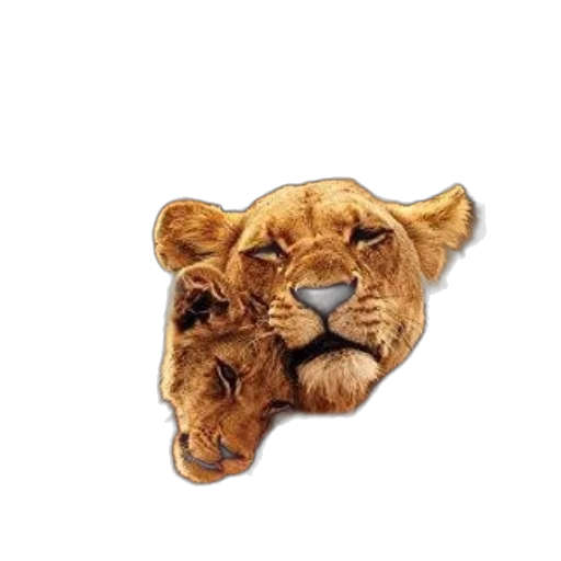jewelry, crown, animal, jacket transparent PNG cut-out