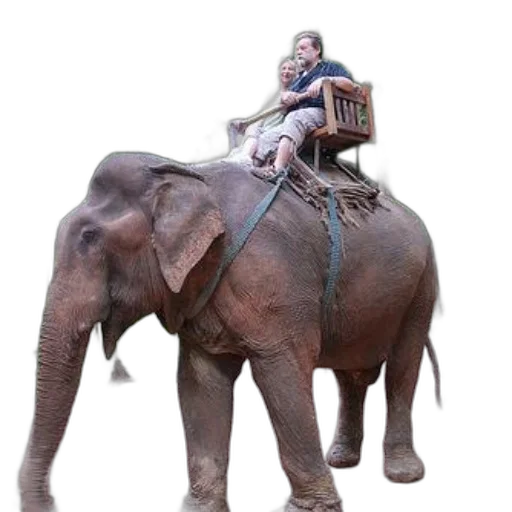 animal, staff, creature, car transparent PNG cut-out