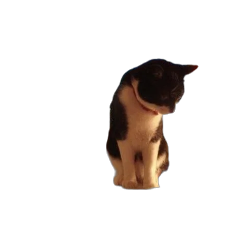 animal, staff, creature, hat transparent PNG cut-out