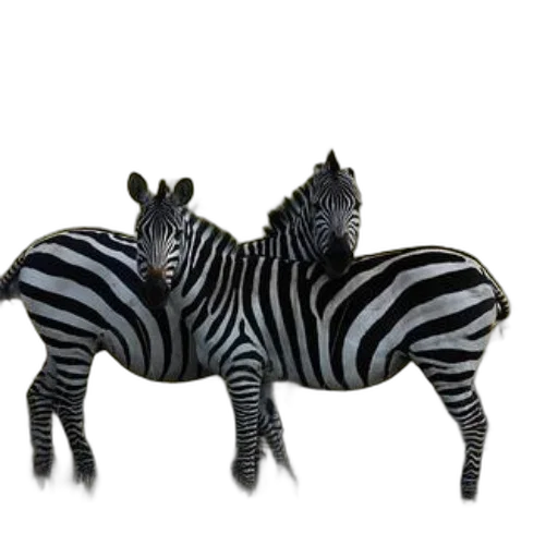 animal, jewelry, furniture, creature transparent PNG cut-out