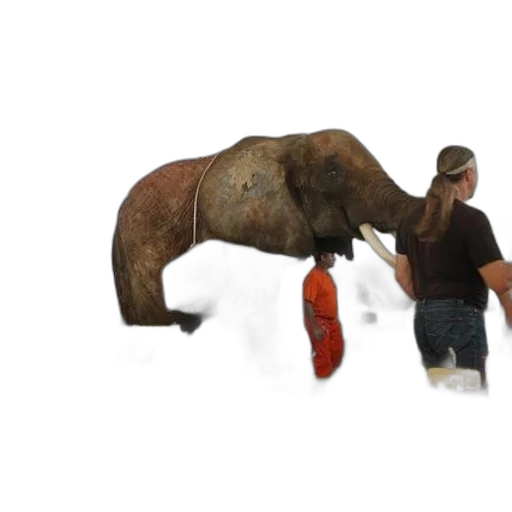 animal, creature, staff, concept art transparent PNG cut-out
