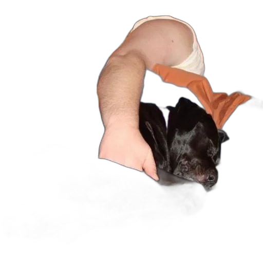 animal, creature, dragon, hat transparent PNG cut-out
