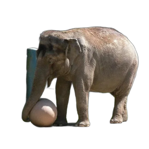 animal, creature, furniture, staff transparent PNG cut-out