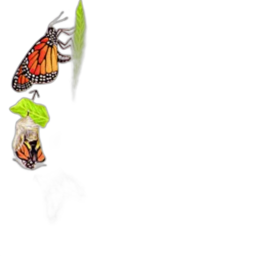 jewelry, staff, animal, food transparent PNG cut-out