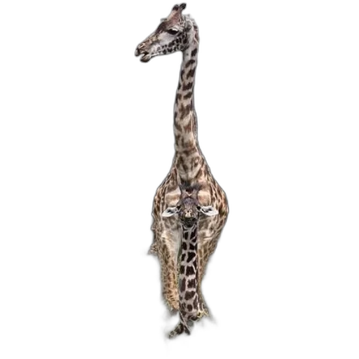 animal, creature, dragon, staff transparent PNG cut-out