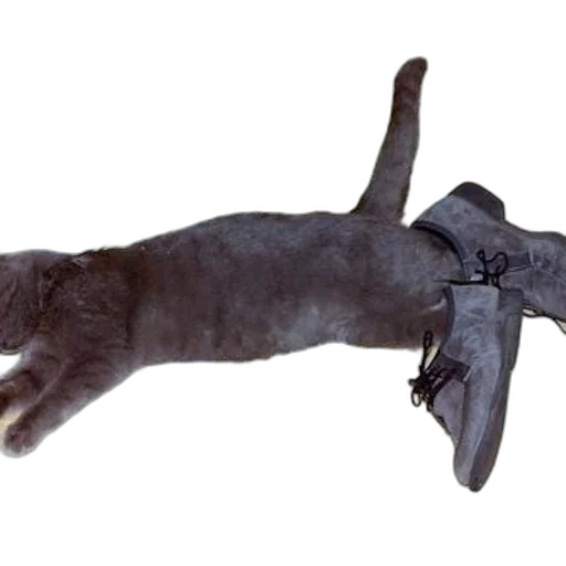 staff, animal, weapon, creature transparent PNG cut-out