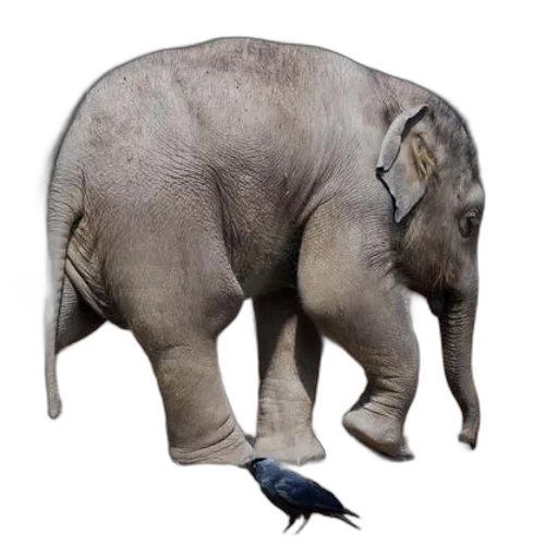 animal, creature, staff, hat transparent PNG cut-out