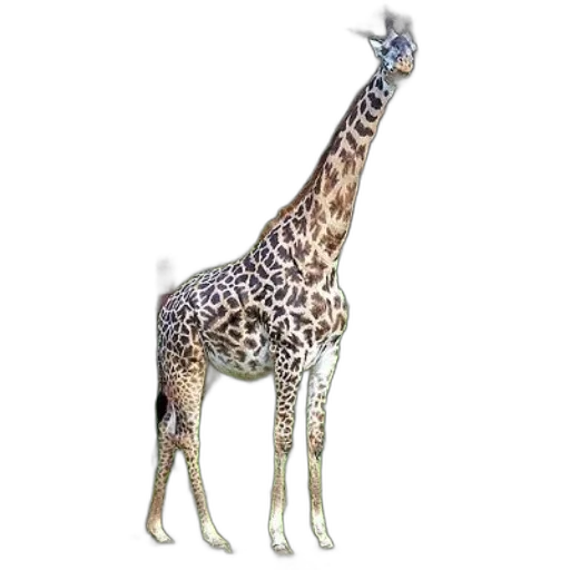 animal, creature, staff, jewelry transparent PNG cut-out
