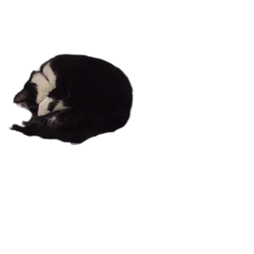 animal, creature, hat, mask transparent PNG cut-out