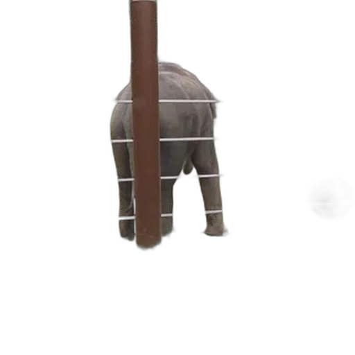 animal, weapon, umbrella, creature transparent PNG cut-out