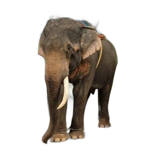 animal, creature, staff, photorealistic transparent PNG cut-out
