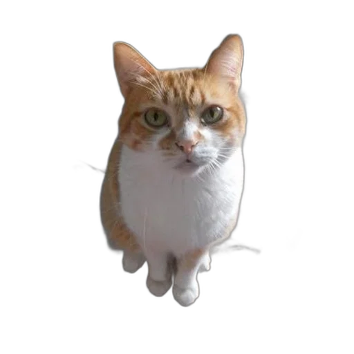 animal, creature, staff, face transparent PNG cut-out
