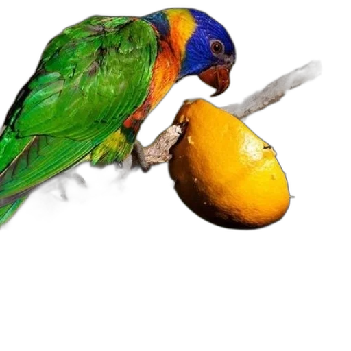 animal, food, jewelry, hat transparent PNG cut-out