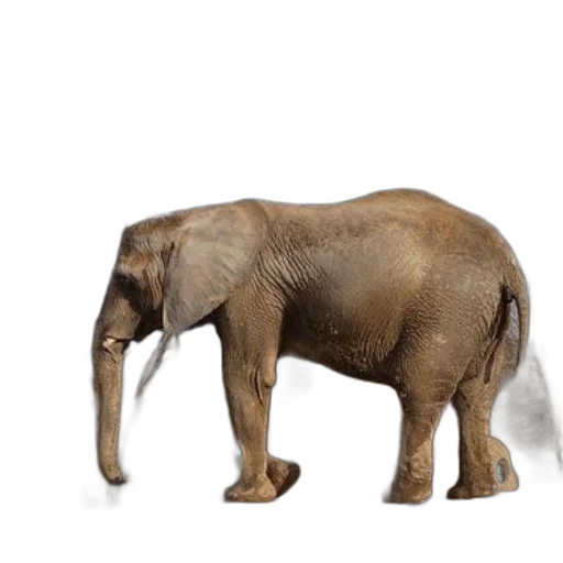 animal, creature, staff, weapon transparent PNG cut-out