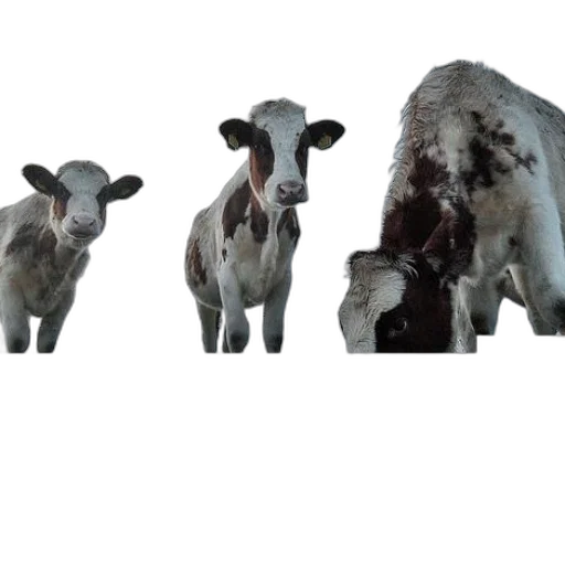 animal, food, 3d render, concept art transparent PNG cut-out