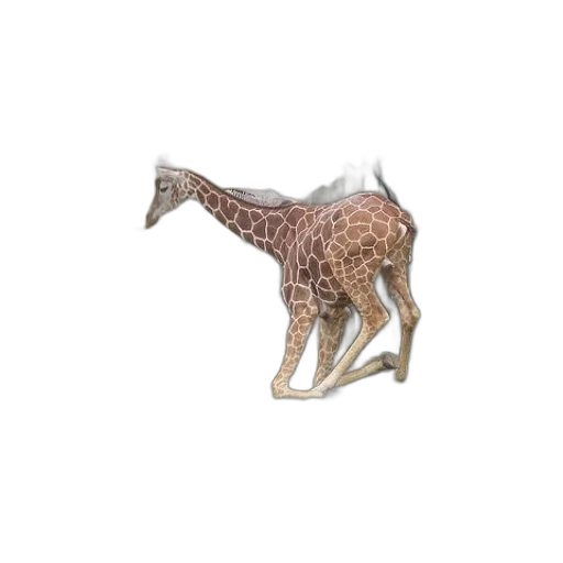 animal, creature, dragon, jewelry transparent PNG cut-out