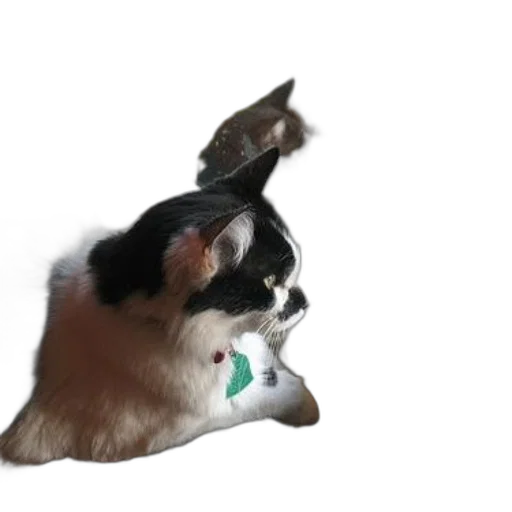 animal, creature, staff, hair transparent PNG cut-out