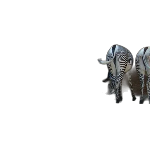 animal, creature, hair, shoes transparent PNG cut-out