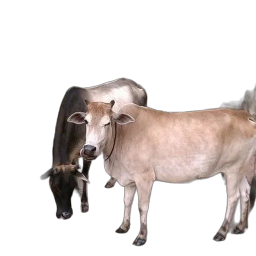 animal, weapon, 3d render, group transparent PNG cut-out