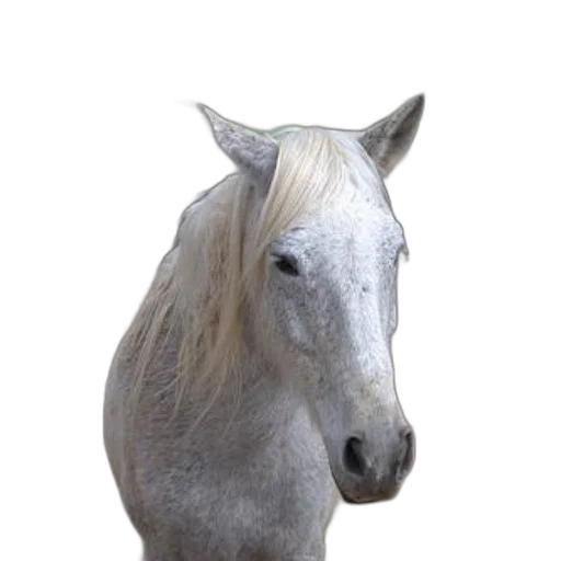 animal, creature, staff, face transparent PNG cut-out