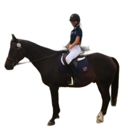 animal, staff, person, blue transparent PNG cut-out