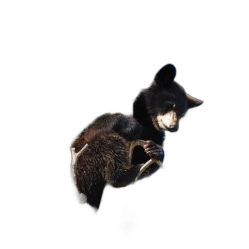 animal, creature, staff, hair transparent PNG cut-out