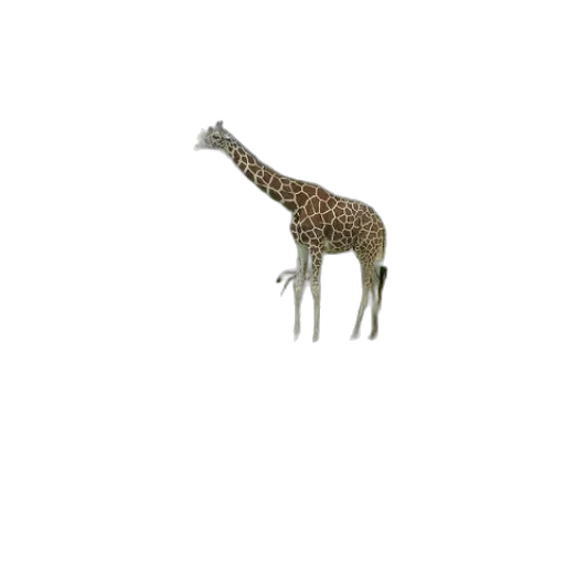 animal, creature, hat, staff transparent PNG cut-out
