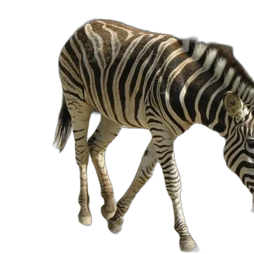 animal, creature, 3d render, concept art transparent PNG cut-out