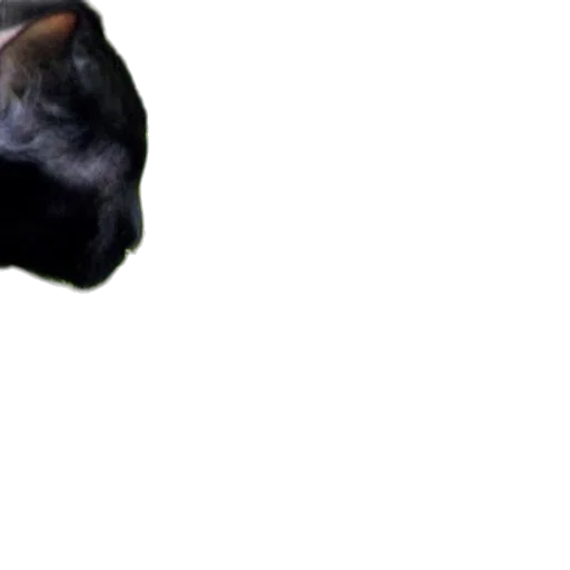 animal, creature, face, mask transparent PNG cut-out