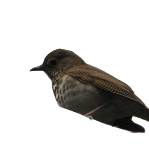 animal, staff, creature, hat transparent PNG cut-out