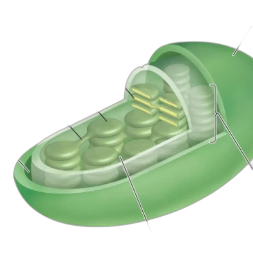 shoes, bottle, crown, weapon transparent PNG cut-out
