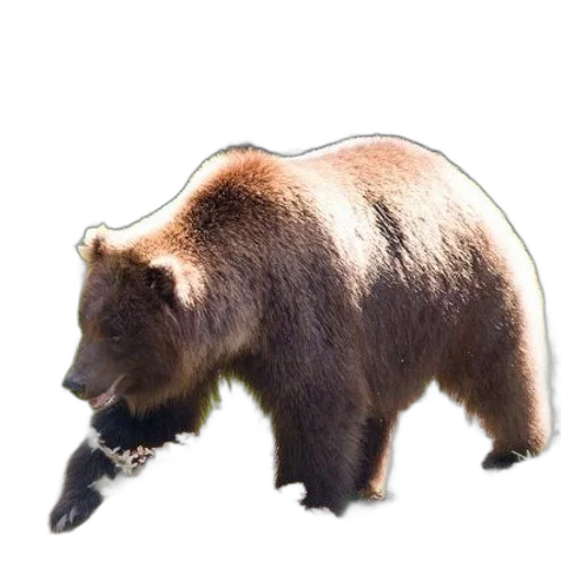 animal, creature, weapon, staff transparent PNG cut-out