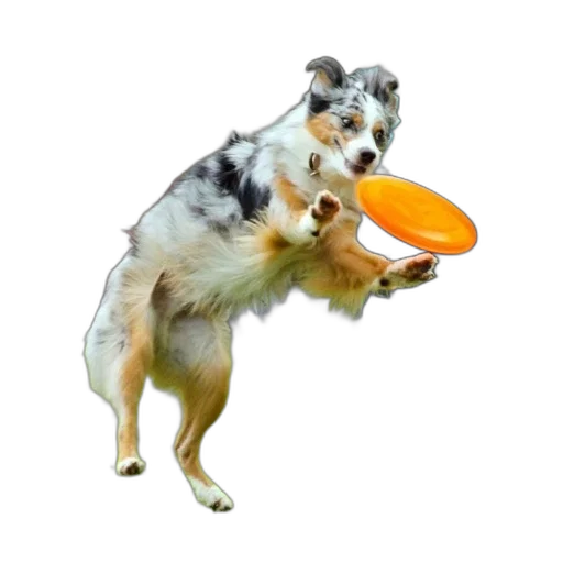 animal, creature, food, hat transparent PNG cut-out