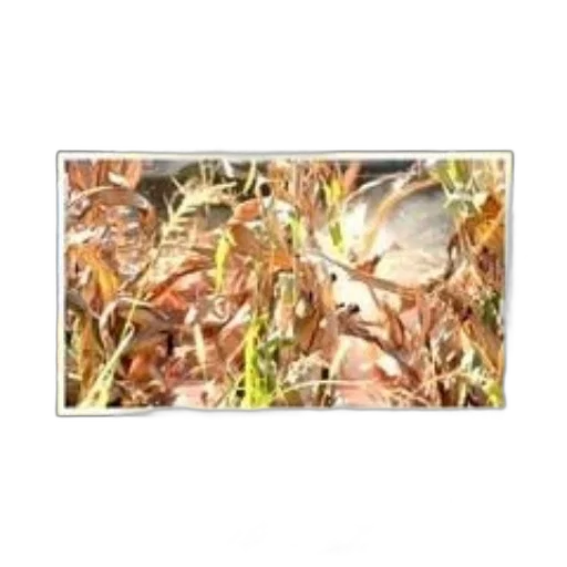 flower, dragon, food, animal transparent PNG cut-out
