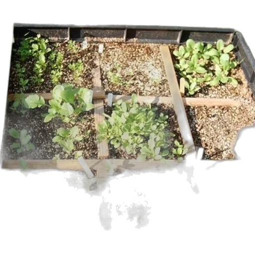 earth tones, green, raised, garden transparent PNG cut-out