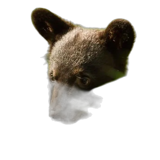 animal, mask, face, creature transparent PNG cut-out