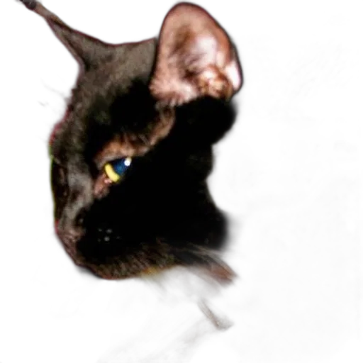 animal, staff, creature, face transparent PNG cut-out