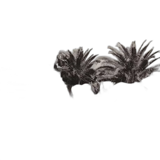 hair, animal, dragon, crown transparent PNG cut-out
