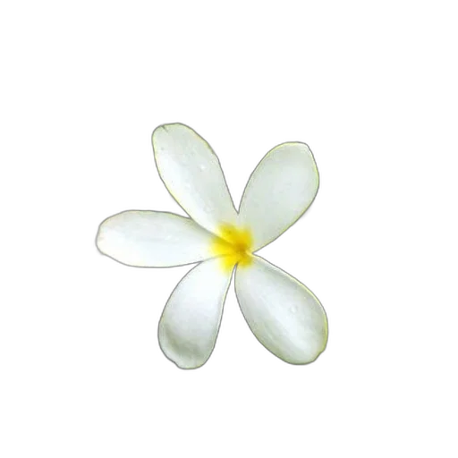 flower, jewelry, staff, crown transparent PNG cut-out